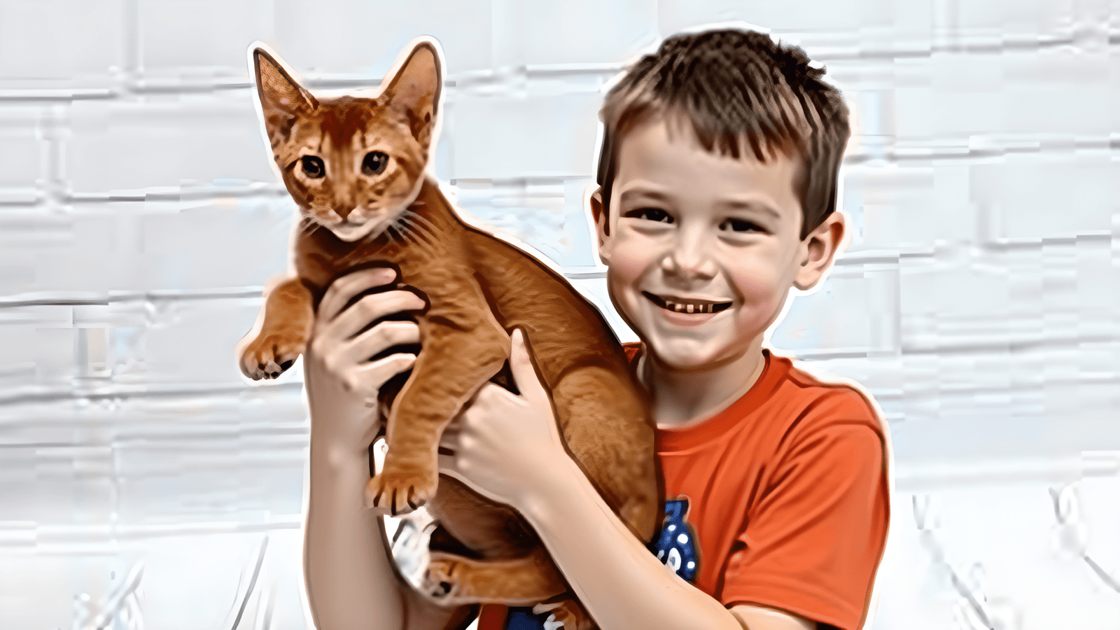 An academic study of the Abyssinian cat's affectionate temperament and behaviour with children and other pets.