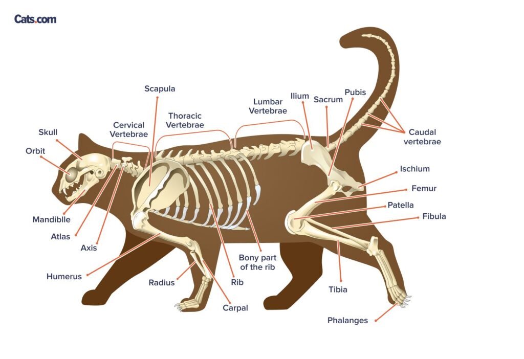 Three bones connect together to form a cat’s pelvis. They are the ilium, the ischium, and the pubis.